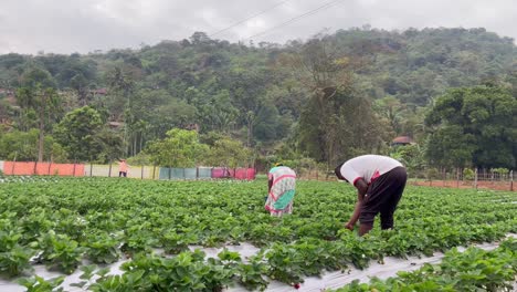 People-Harvesting-Strawberries-On-The-Farm-In-Verlem-Near-Netravali-Wildlife-Sanctuary,-South-Goa,-India