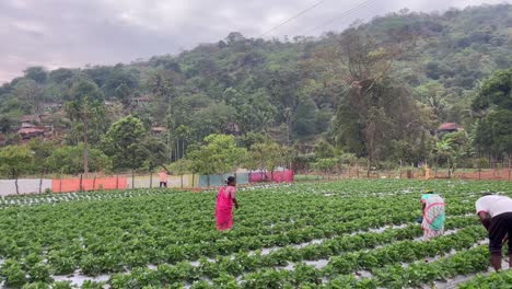 Los-Aldeanos-Que-Trabajan-En-La-Granja-De-Fresas-En-Verlem,-El-Santuario-De-Vida-Silvestre-De-Netravali,-En-El-Sur-De-Goa,-India