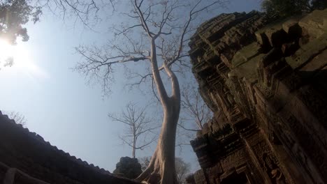 Inclinación-Hacia-Abajo-De-Un-árbol-En-El-Templo-De-Ta-Prohn-Con