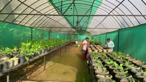 Mujeres-En-El-Jardín-Botánico-Con-Plántulas-Orgánicas-En-Crecimiento-Dentro-Del-Invernadero