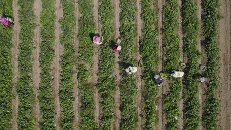 Fotografía-Cenital-De-Agricultores-Cosechando-En-Campos-Agrícolas,-Campo,-Ica,-Perú.