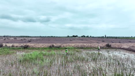 Toma-Aérea-De-Un-Hombre-Rociando-Semillas-En-Un-Campo-Lleno-De-Agua-Para-La-Agricultura-Durante-Un-Hermoso-Día-En-La-Agricultura-De-Golarchi-En-Sindh,-Pakistán