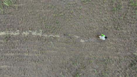 Top-shot-of-a-hardworking-man-sprinkling-seeds-on-a-water-filled-fields-leaving-back-footprints-at-Golarchi-Rice-farming-in-Sindh,-Pakistan