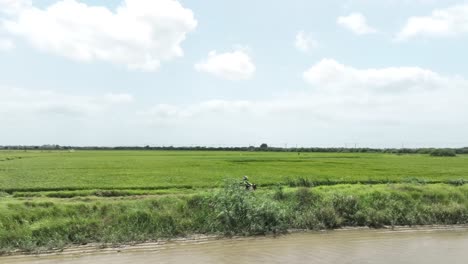 Side-view-drone-shot-of-a-biker-riding-on-a-thin-road-of-a-Rice-Field-during-day-with-beautiful-scenery-at-background-in-Sindh,-Pakistan