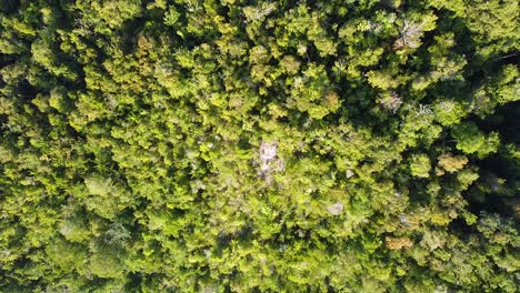 Aerial-drone-birds-eye-view-rising-above-green-rainforest-trees-on-a-remote-tropical-island-in-Raja-Ampat,-West-Papua,-Indonesia