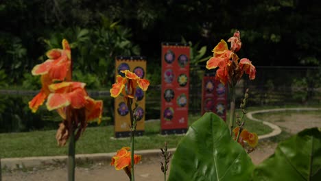 Close-Up-of-Orange-Flowers-at-Cali-Botanical-Garden,-Colombia