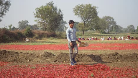 Proceso-De-Secado-Al-Sol-Para-Chiles-Rojos,-Joven-Indio-Trabajando-En-Una-Granja-De-Especias