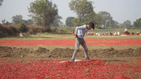 Proceso-De-Secado-Al-Sol-Para-Chiles-Rojos,-Joven-Trabajando-Como-Trabajo-Infantil-En-Una-Fábrica-De-Especias