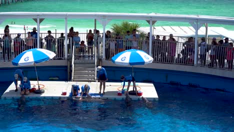 Espectáculo-De-Delfines-En-El-Parque-De-Aventuras-Marinas-Gulfarium-En-Destin-Fort-Walton-Beach,-Florida,-EE.UU.