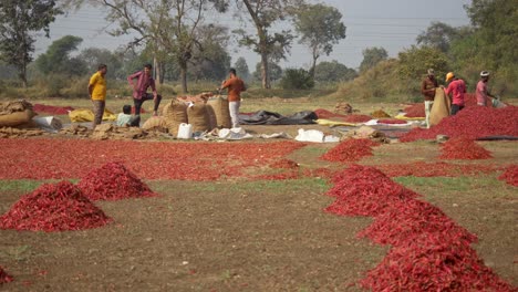 Indische-Wanderarbeiter-Auf-Der-Red-Chili-Gewürzfarm