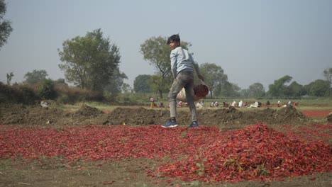 Proceso-De-Secado-Al-Sol-Para-Chiles-Rojos,-Joven-Trabajando-Como-Trabajo-Infantil-En-La-Granja-De-Especias