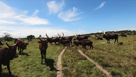 Una-Manada-De-Ganado-Ankole-watusi-De-Cuernos-Largos-En-Los-Pastizales-De-Ruanda,-África-Oriental