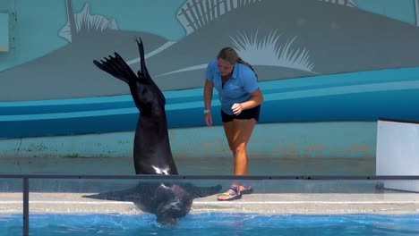 Trained-seals-show-different-tricks-to-viewers-at-the-Gulfarium-Marine-adventure-park-in-Destin-fort-walton-beach-Florida