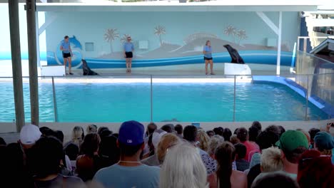 Ausgebildete-Robben-Zeigen-Den-Zuschauern-Im-Gulfarium-Marine-Adventure-Park-In-Destin-Fort-Walton-Beach,-Florida,-Verschiedene-Tricks