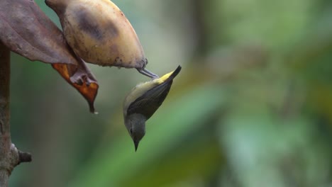 Pájaro-Pájaro-Carpintero-De-Vientre-Naranja-Boca-Abajo-Comiendo-Fruta