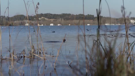 Experience-the-serene-beauty-as-wild-ducks-gracefully-navigate-their-natural-aquatic-habitat,-displaying-mesmerizing-hydrodynamic-movements-and-intricate-social-behaviors