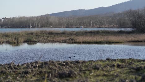 Erleben-Sie-Die-Ruhige-Schönheit,-Während-Wildenten-Anmutig-Durch-Ihren-Natürlichen-Wasserlebensraum-Navigieren-Und-Dabei-Faszinierende-Hydrodynamische-Bewegungen-Und-Komplexe-Soziale-Verhaltensweisen-Zeigen