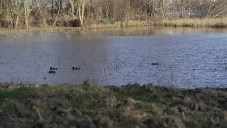 Experience-the-serene-beauty-as-wild-ducks-gracefully-navigate-their-natural-aquatic-habitat,-displaying-mesmerizing-hydrodynamic-movements-and-intricate-social-behaviors