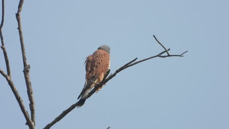 águila---Relajante---Ojos---Padres