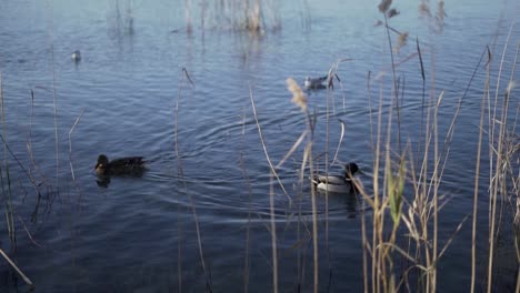 Experimente-La-Serena-Belleza-Mientras-Los-Patos-Salvajes-Navegan-Con-Gracia-Por-Su-Hábitat-Acuático-Natural,-Mostrando-Fascinantes-Movimientos-Hidrodinámicos-Y-Complejos-Comportamientos-Sociales.