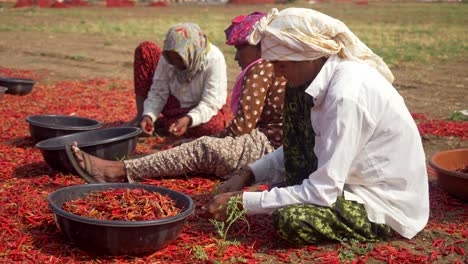 Grupo-De-Trabajadoras-Rurales-Clasificando-Chiles-Rojos-Secos-En-El-Calor-Del-Verano.