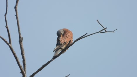 águila-Relajándose-En-El-árbol