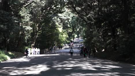 Touristen,-Die-Auf-Einem-Schattigen-Waldweg-In-Richtung-Meji-Schrein-Spazieren