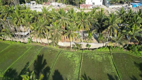 Imágenes-Aéreas-De-Drones-De-Un-Exuberante-Campo-De-Arroz-En-Ubud,-Bali,-Indonesia