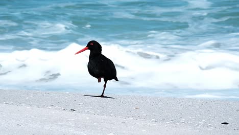 Ein-Schwarzer-Austernfischer-An-Einem-Weißen-Sandstrand,-Hinter-Dem-Die-Wellen-Krachen