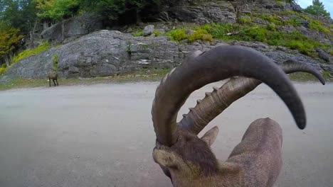 huge-wild-goat-walking-nearby-to-a-tourists-in-Canada