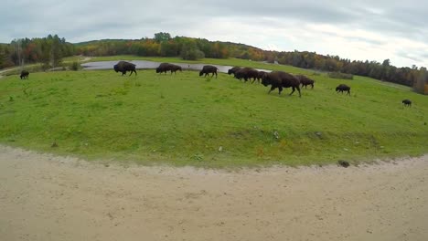 Manada-De-Bisontes-Caminando-Por-La-Pradera-Canadiense