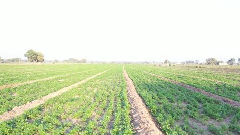 Rajkot-aerial-drone-view-Dawn-camera-moving-forward-where-a-brother-is-walking-in-the-field