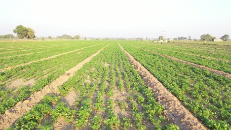 Vista-Aérea-De-Drones-De-Rajkot,-El-Cultivo-De-Comino-Orgánico-Fresco-Es-Visible