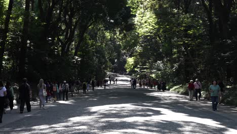 Turistas-Caminando-Por-El-Sendero-Sombreado-Del-Bosque-Hacia-El-Santuario-Meji