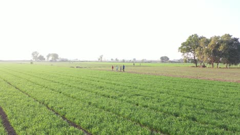 Aerial-drone-view-where-many-boys-are-walking-in-the-field