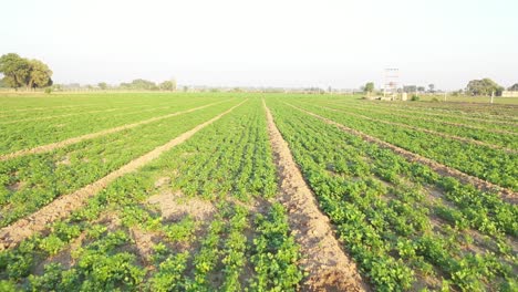 Rajkot-Luftdrohnenansicht,-Wo-Organische-Kreuzkümmelernte-Auf-Dem-Feld-Sichtbar-Ist