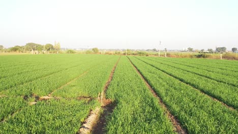 Vista-Aérea-De-Drones-De-Rajkot,-El-Cultivo-De-Trigo-Orgánico-Fresco-Es-Visible-En-El-Campo