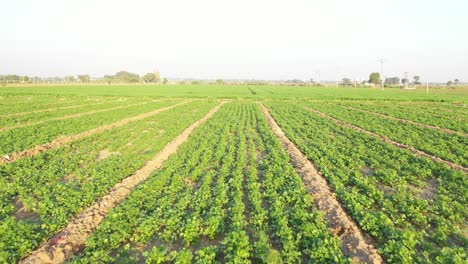 Rajkot-aerial-drone-view-heading-towards-Junagadh-where-lots-of-vegetables-are-also-visible