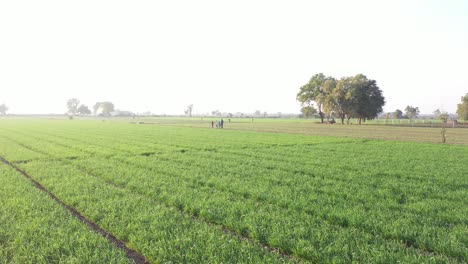 Aerial-drone-view-drone-moving-forward-in-camera-A-family-walking-between-fields