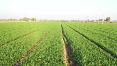 Vista-Aérea-De-Drones-De-Rajkot,-El-Cultivo-De-Trigo-Fresco-Es-Visible