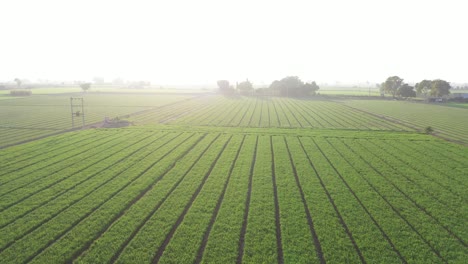 Vista-Aérea-De-Drones-Moviéndose-Hacia-Atrás-Mostrando-Muchos-Cultivos-De-Trigo-Y-Comino