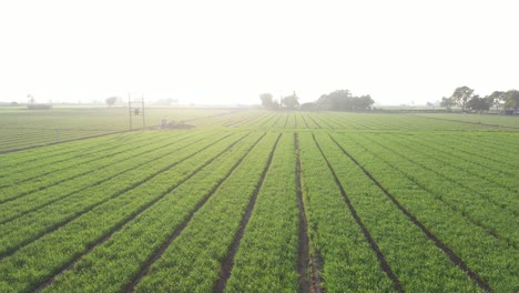 Aerial-drone-going-to-view-where-wheat-crop-is-visible-and-sun-rays-are-falling