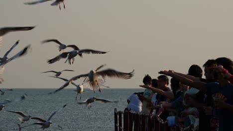 Menschen-Geben-Möwen-Futter,-Während-Sie-Herumfliegen-Und-Fressen,-Möwen-Füttern,-Thailand