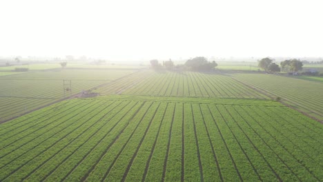 Vista-Aérea-De-Drones-Cámara-De-Drones-Moviéndose-Hacia-Atrás-Mostrando-Muchos-Campos-Grandes-Alrededor