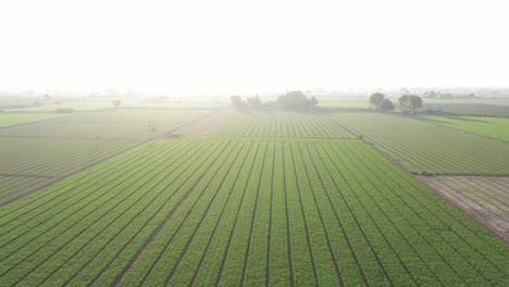 Aerial-drone-view-camera-moving-backwards-where-many-people-are-walking