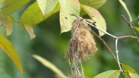 Wild-animal-behavior,-cabe-bunga-bird-or-orange-bellied-flowerpecker-bird-perching-on-the-nest-on-the-tree-for-feeding-her-babies