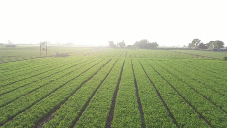 Aerial-drone-view-showing-wheat-crop-WHICH-FALLS-INTO-THE-WHEAT-CROP