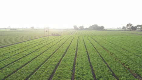 Aerial-Drone-View-Camera-Passing-Forward-And-Backwards-Which-Falls-Into-The-Wheat-Crop