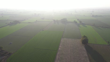 Vista-Aérea-De-Drones:-Los-Cultivos-De-Trigo-Y-Comino-Son-Visibles-En-El-Drone.