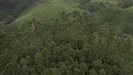 Vista-Aérea-De-Drones-Avanzando-Mostrando-Todos-Los-árboles-Grandes